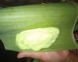 Foto langkah ke 3 dari resep Lemet Singkong Pisang.