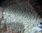 Foto langkah ke 4 dari resep Mie Godok.