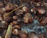 Gambar langkah 10 resipi Kerang masak kicap pekat likat.