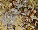 A picture of step 8 of Sattu Laddu (High Protein Healthy Sattu Laddu).
