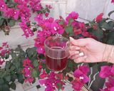 عکس مرحله 4 از دستور چای هسته آلبالو