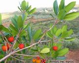 Φωτογραφία βήματος 25 της συνταγής Αρωματική focaccia με κούμαρα