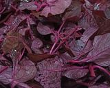 Foto langkah ke 1 dari resep Hanya Sayur Bayam Berkuah.