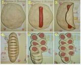 Foto langkah ke 9 dari resep Roti sosis kepang simple ala mami Anindhita 😍😍.