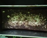 Foto langkah ke 5 dari resep Brownies KW DEBM.