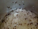 દાલ ફ્રાય (Dal Fry recipe in Gujarati)
