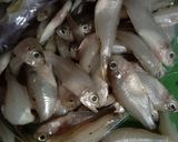Foto langkah ke 1 dari resep Baby Wader Kriuk.