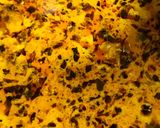 A picture of step 4 of Saffron mutton korma.
