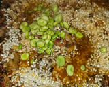 Foto del paso 6 de la receta: Arroz con costillas adobadas con chimichurri, habitas, papada y tocineta