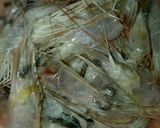 Foto langkah ke 1 dari resep Penyedap Rasa Serba Guna Dari Kulit/Kepala Udang #Dandelion.