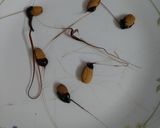 A picture of step 4 of Kesari bath.