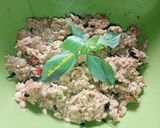 Foto langkah ke 5 dari resep Botok Dage Tumis.