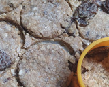 Foto del paso 2 de la receta: Galletitas de Avena Saludables