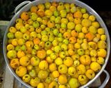 Foto del paso 1 de la receta: Tejocotes encurtidos en miel