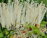 Hình bước làm 5 của món Lẩu cá tầm