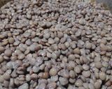 Foto del paso 1 de la receta: Guiso de lentejas con azúcar negra