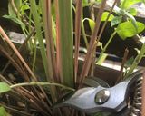 รูปขั้นตอนการทำที่ 2 ของ 🌿หอยแมลงภู่นึ่งสมุนไพร🐚