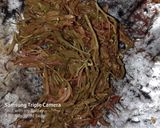 A picture of step 2 of Tamarind leaves chutney.