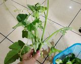 Foto langkah ke 1 dari resep Tumis pucuk labu kuning.