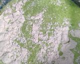 Foto langkah ke 3 dari resep Bolu kukus pandan mekar.