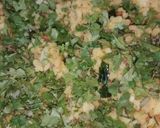 A picture of step 1 of Poha.
