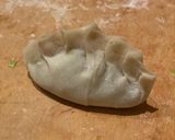 Foto del passaggio 4 della ricetta Gyoza