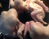 Foto langkah ke 3 dari resep Roasted Peking Duck #stepbystep.
