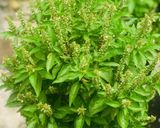 A picture of step 3 of Marua Leaf Chutney.