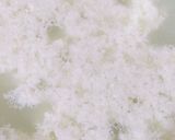 মাখা সন্দেশ (Makha sandesh recipe in Bengali) রেসিপি ধাপ - 1 ছবি