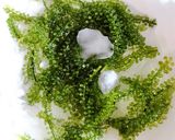 Hình bước làm 2 của món 💚 Rong Nho Chấm Sốt Mayonaise