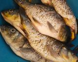 Foto langkah ke 1 dari resep Ikan Mas Bakar Teflon.