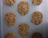 Foto del paso 5 de la receta: Calaveritas de amaranto con miel de panela