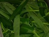 Tumis kangkung pedas simple sederhana