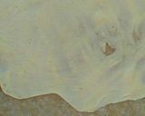 A picture of step 2 of Fenni paratha.