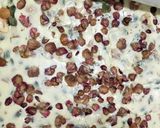 Hình bước làm 6 của món Kẹo nougat (ít ngọt)