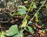 Foto del paso 1 de la receta: Caldo de getto