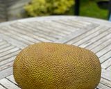 A picture of step 1 of Poor Man's Bread - vegan jackfruit cake.