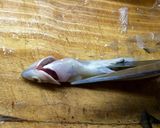 Foto del paso 8 de la receta: Técnicas de cocina: Limpiar el pescado