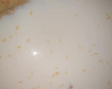 Foto del paso 10 de la receta: Tarta de naranja sin huevo ni azúcar