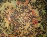 A picture of step 5 of Sujii uttpam sandwich.