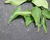 A picture of step 2 of Sambhar powder masala (South Indian recipe).