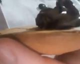 Foto del paso 8 de la receta: Macarons de chocolate rellenos de crema de avellana