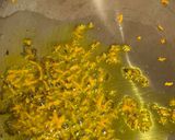 A picture of step 3 of Green moong soup.
