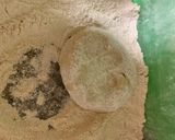 A picture of step 4 of Cauliflower Paratha.