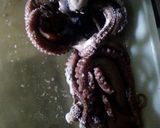 Foto langkah ke 1 dari resep Lodeh pepaya muda+baby gurita.