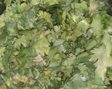 A picture of step 1 of Green chutney.