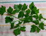 Foto del paso 6 de la receta: Strogonof de salchichas
