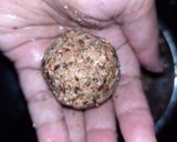 A picture of step 4 of Oats & flaxseed laddu with Peanut butter.