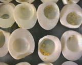 Foto del paso 2 de la receta: Huevos rellenos clásicos & huevos endiablados (deviled eggs)