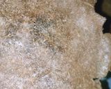 Foto langkah ke 3 dari resep Kerupuk Opak Singkong.